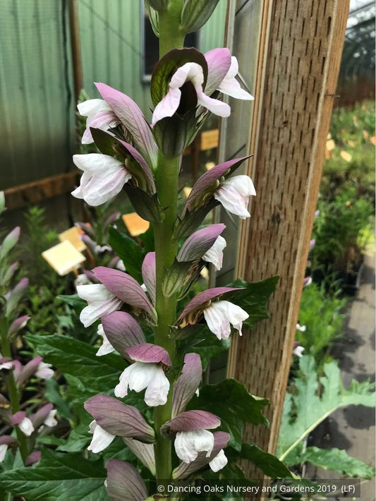 Perennials ~ Acanthus hybrid 'Summer Beauty', Bear's Breeches ~ Dancing Oaks Nursery and Gardens ~ Retail Nursery ~ Mail Order Nursery