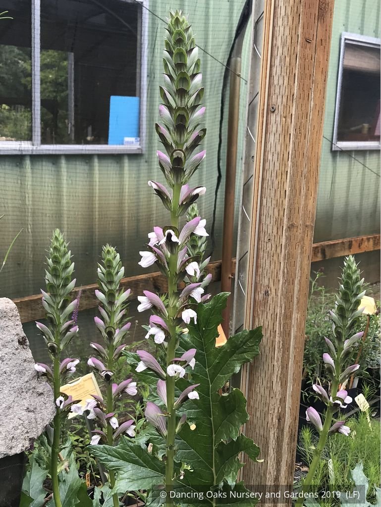 Perennials ~ Acanthus hybrid 'Summer Beauty', Bear's Breeches ~ Dancing Oaks Nursery and Gardens ~ Retail Nursery ~ Mail Order Nursery