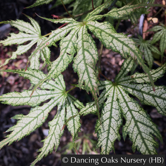 Trees ~ Acer palmatum 'First Ghost', Japanese Maple ~ Dancing Oaks Nursery and Gardens ~ Retail Nursery ~ Mail Order Nursery