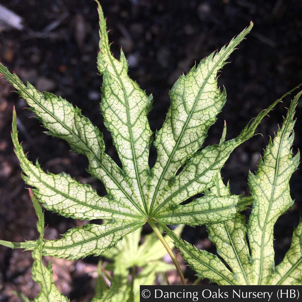Trees ~ Acer palmatum 'First Ghost', Japanese Maple ~ Dancing Oaks Nursery and Gardens ~ Retail Nursery ~ Mail Order Nursery