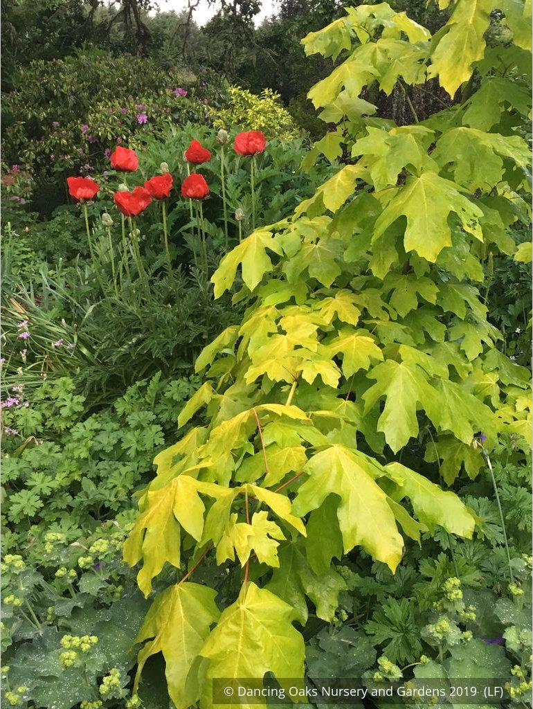 Trees ~ Acer macrophyllum 'Elynor's Heart of Gold', Golden Big-Leaf Maple ~ Dancing Oaks Nursery and Gardens ~ Retail Nursery ~ Mail Order Nursery