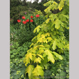 Trees ~ Acer macrophyllum 'Elynor's Heart of Gold', Golden Big-Leaf Maple ~ Dancing Oaks Nursery and Gardens ~ Retail Nursery ~ Mail Order Nursery