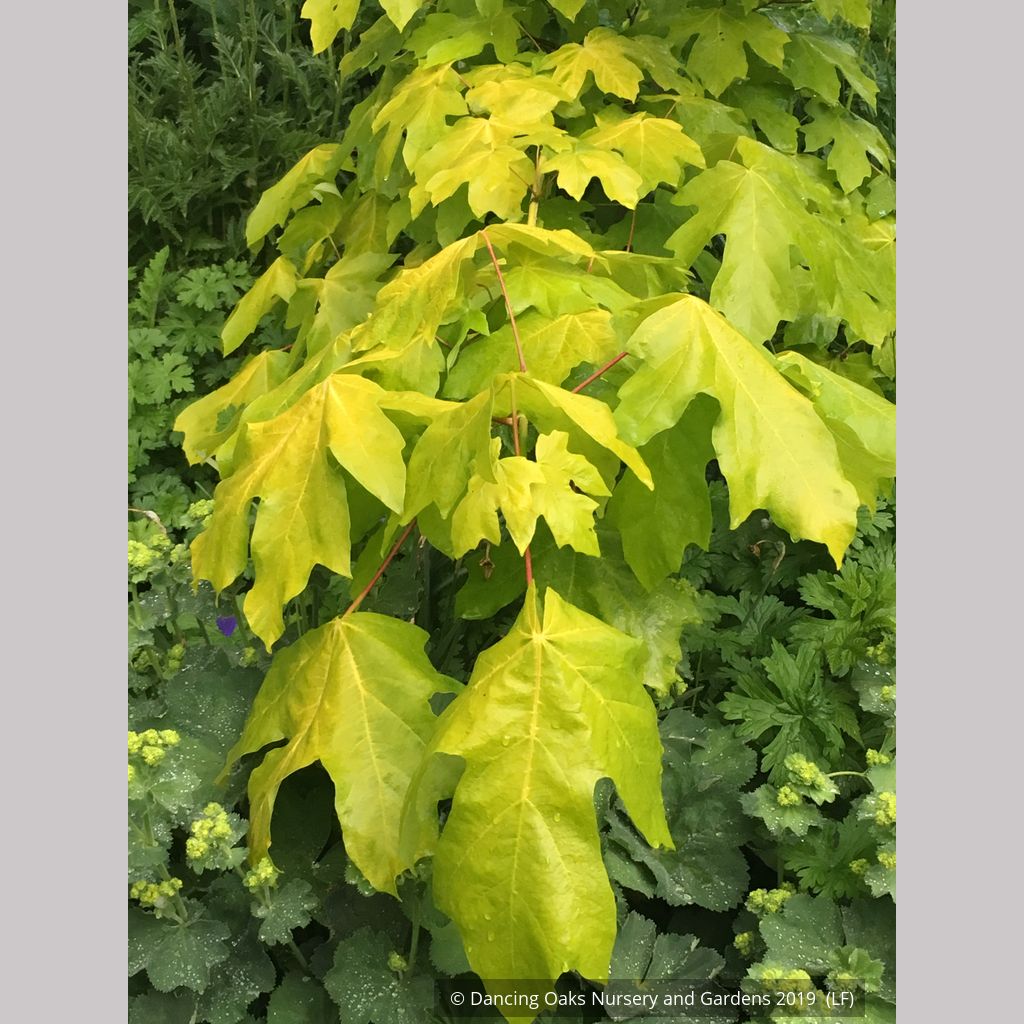 メイプルリーフ acer-palmatum-waveleaf-