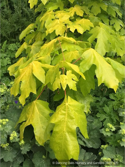 Trees ~ Acer macrophyllum 'Elynor's Heart of Gold', Golden Big-Leaf Maple ~ Dancing Oaks Nursery and Gardens ~ Retail Nursery ~ Mail Order Nursery
