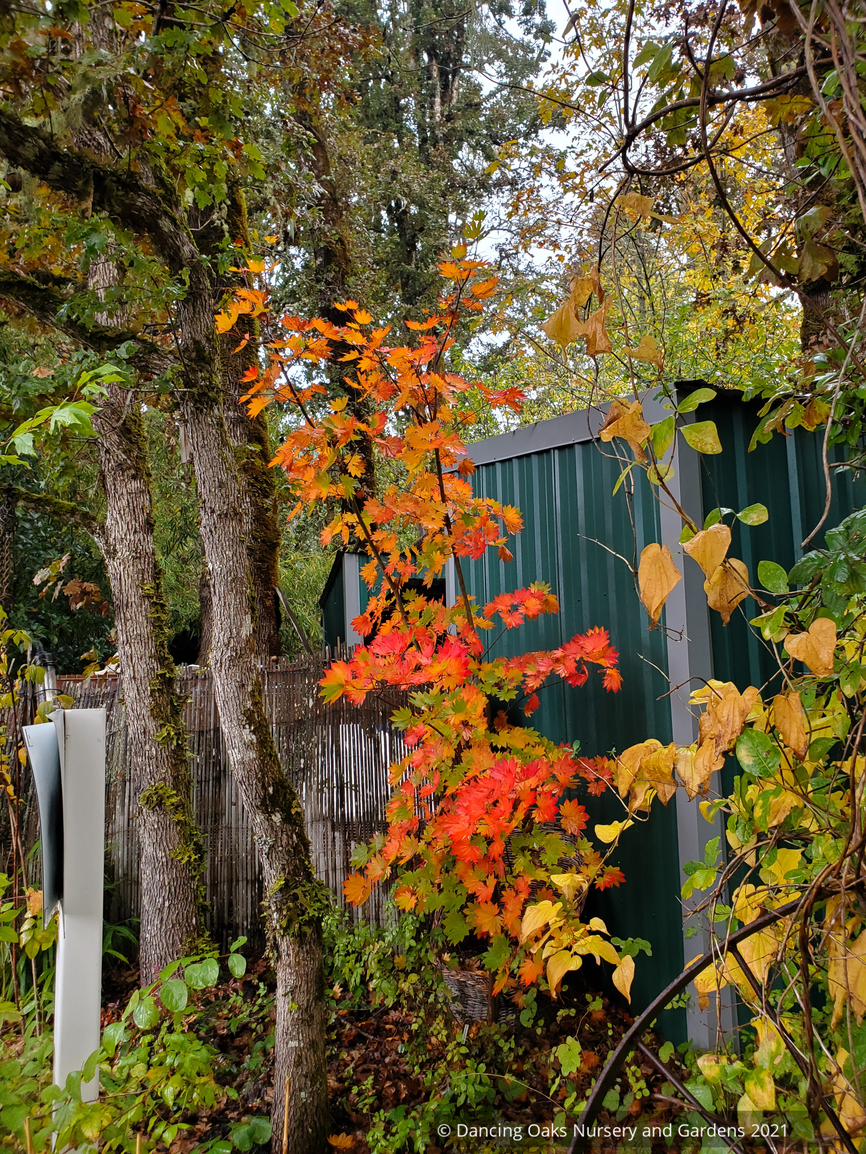 Trees ~ Acer japonicum 'O-isami', Japanese Maple ~ Dancing Oaks Nursery and Gardens ~ Retail Nursery ~ Mail Order Nursery