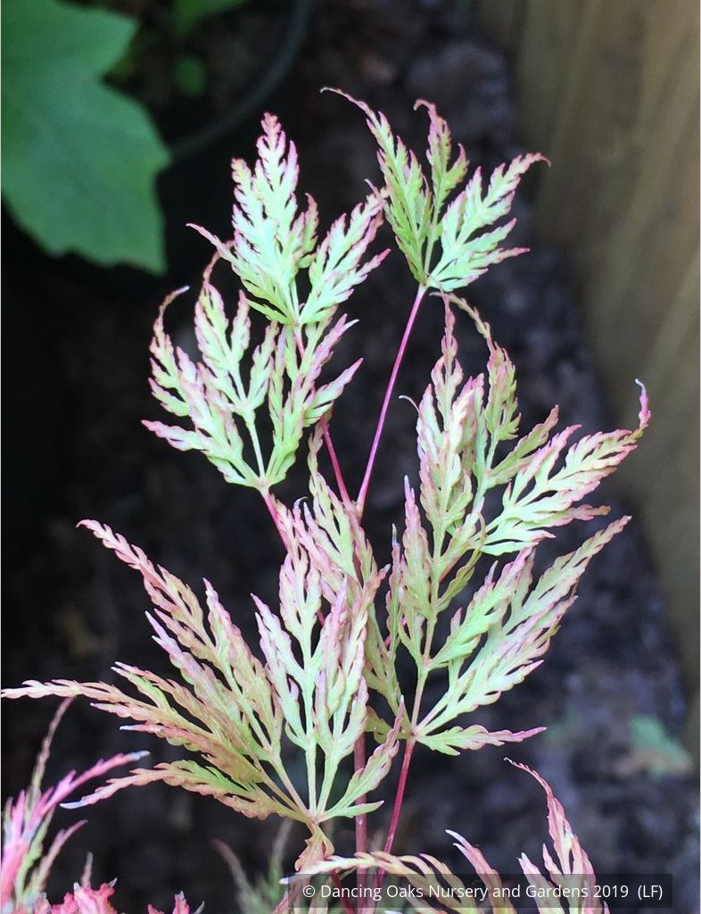 Trees ~ Acer palmatum 'Emerald Lace', Japanese Maple ~ Dancing Oaks Nursery and Gardens ~ Retail Nursery ~ Mail Order Nursery