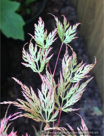 Trees ~ Acer palmatum 'Emerald Lace', Japanese Maple ~ Dancing Oaks Nursery and Gardens ~ Retail Nursery ~ Mail Order Nursery