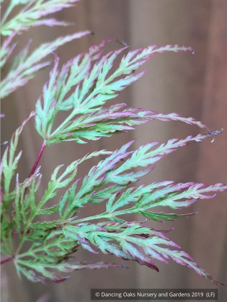 Trees ~ Acer palmatum 'Emerald Lace', Japanese Maple ~ Dancing Oaks Nursery and Gardens ~ Retail Nursery ~ Mail Order Nursery