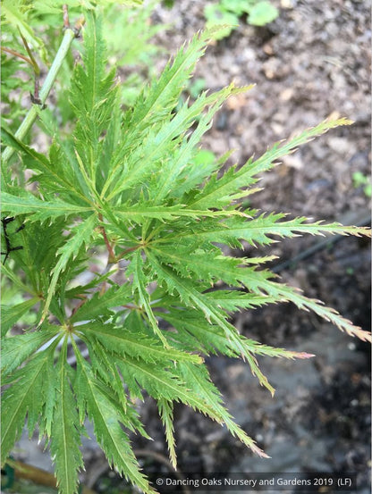 Trees ~ Acer palmatum 'Green Filigree', Japanese Maple ~ Dancing Oaks Nursery and Gardens ~ Retail Nursery ~ Mail Order Nursery