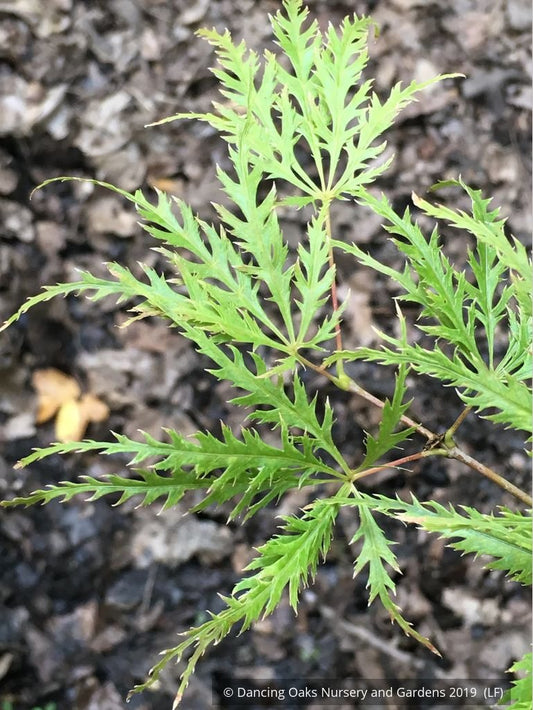 Trees ~ Acer palmatum 'Green Filigree', Japanese Maple ~ Dancing Oaks Nursery and Gardens ~ Retail Nursery ~ Mail Order Nursery