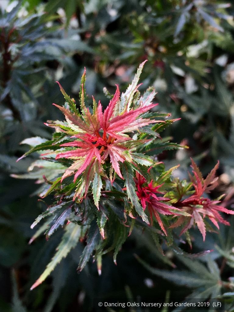 Trees ~ Acer palmatum 'Kuro Hime', Japanese Maple ~ Dancing Oaks Nursery and Gardens ~ Retail Nursery ~ Mail Order Nursery