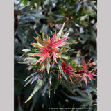 Trees ~ Acer palmatum 'Kuro Hime', Japanese Maple ~ Dancing Oaks Nursery and Gardens ~ Retail Nursery ~ Mail Order Nursery