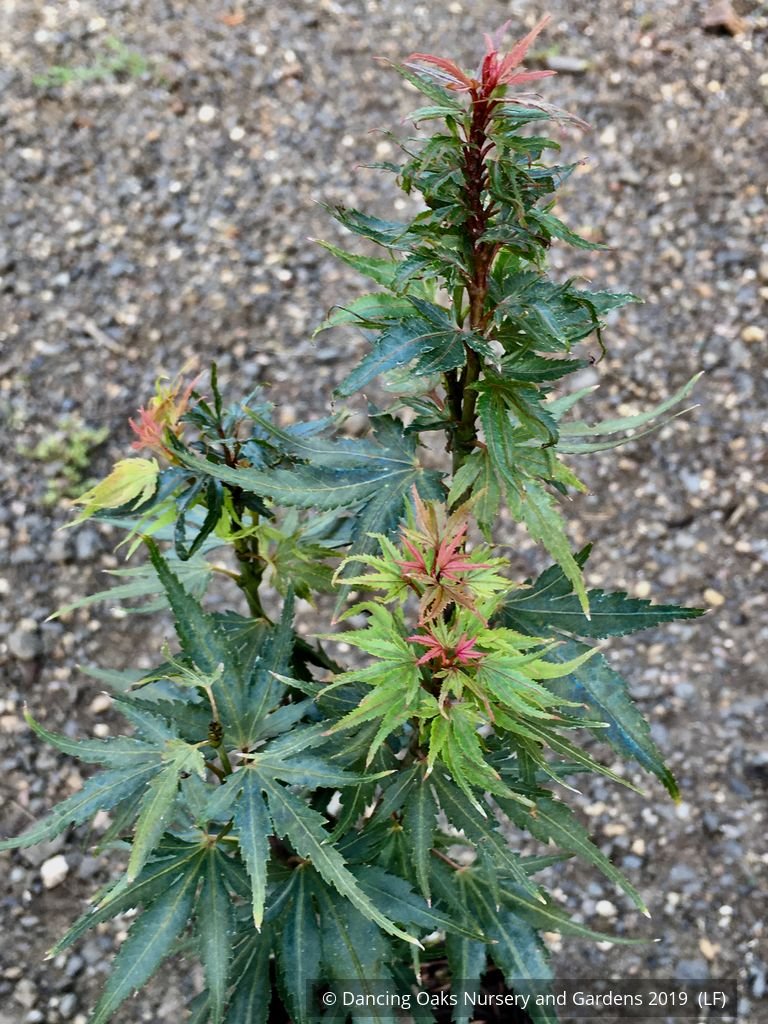 Trees ~ Acer palmatum 'Kuro Hime', Japanese Maple ~ Dancing Oaks Nursery and Gardens ~ Retail Nursery ~ Mail Order Nursery