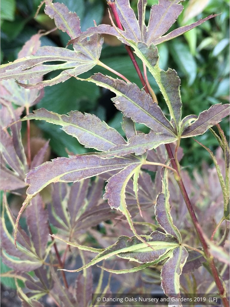 Trees ~ Acer palmatum 'Manyo no sato', Manyo no sato Japanese Maple ~ Dancing Oaks Nursery and Gardens ~ Retail Nursery ~ Mail Order Nursery