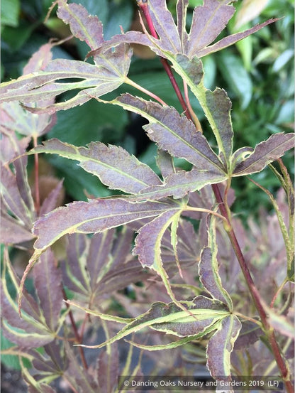 Trees ~ Acer palmatum 'Manyo no sato', Manyo no sato Japanese Maple ~ Dancing Oaks Nursery and Gardens ~ Retail Nursery ~ Mail Order Nursery