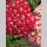 Perennials ~ Achillea 'Desert Eve™ Red', Yarrow ~ Dancing Oaks Nursery and Gardens ~ Retail Nursery ~ Mail Order Nursery