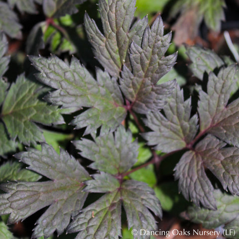 Perennials ~ Actaea 'Chocoholic' PP24,821 (syn. Cimicifuga), Bugbane or Snakeroot ~ Dancing Oaks Nursery and Gardens ~ Retail Nursery ~ Mail Order Nursery