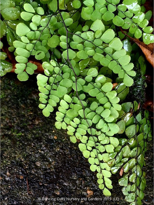 Ferns ~ Adiantum venustum, Himalayan Maidenhair Fern ~ Dancing Oaks Nursery and Gardens ~ Retail Nursery ~ Mail Order Nursery