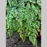 Ferns ~ Adiantum venustum, Himalayan Maidenhair Fern ~ Dancing Oaks Nursery and Gardens ~ Retail Nursery ~ Mail Order Nursery