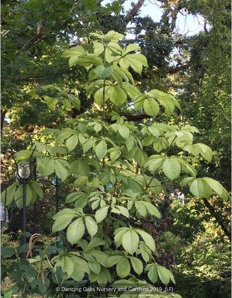 Trees ~ Aesculus hippocastenum 'Wisselink', Wisselink Horse Chestnut ~ Dancing Oaks Nursery and Gardens ~ Retail Nursery ~ Mail Order Nursery