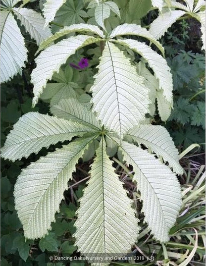 Trees ~ Aesculus hippocastenum 'Wisselink', Wisselink Horse Chestnut ~ Dancing Oaks Nursery and Gardens ~ Retail Nursery ~ Mail Order Nursery