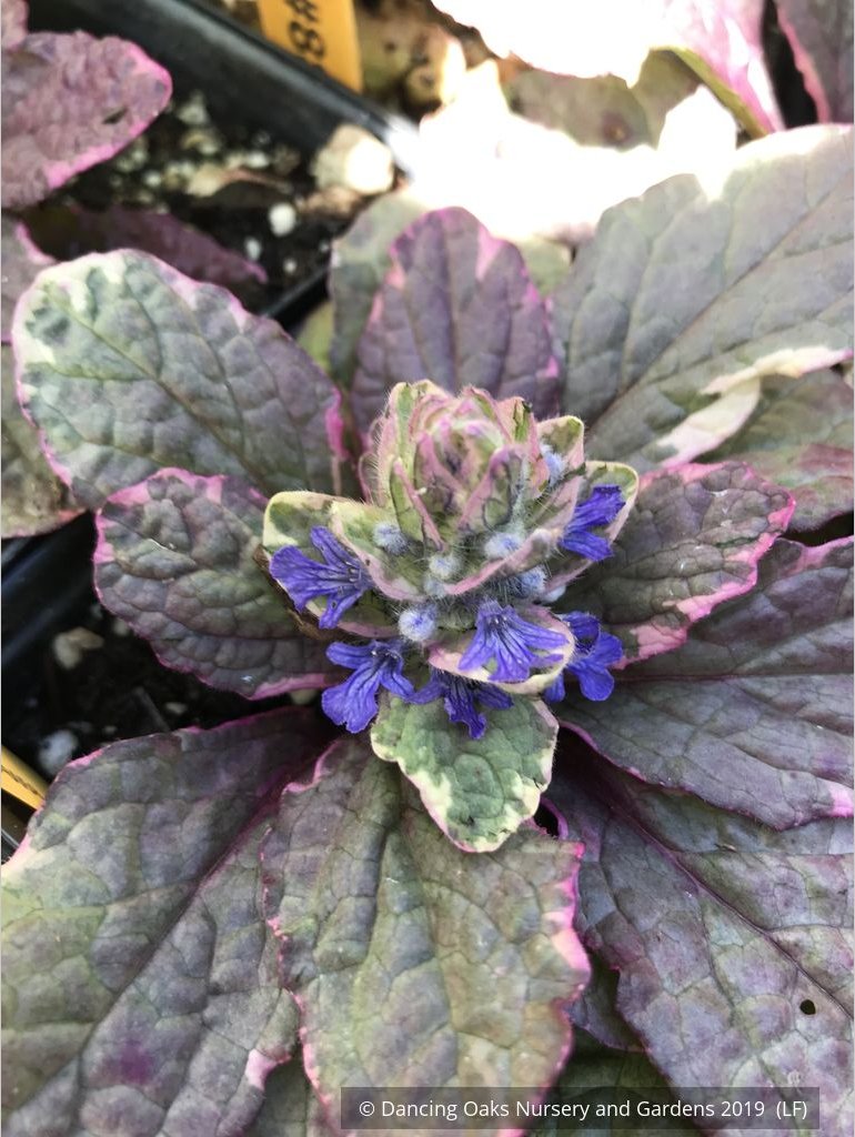 Ground Covers ~ Ajuga reptans 'Burgundy Glow', Bugleweed ~ Dancing Oaks Nursery and Gardens ~ Retail Nursery ~ Mail Order Nursery