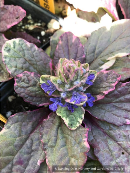 Ground Covers ~ Ajuga reptans 'Burgundy Glow', Bugleweed ~ Dancing Oaks Nursery and Gardens ~ Retail Nursery ~ Mail Order Nursery