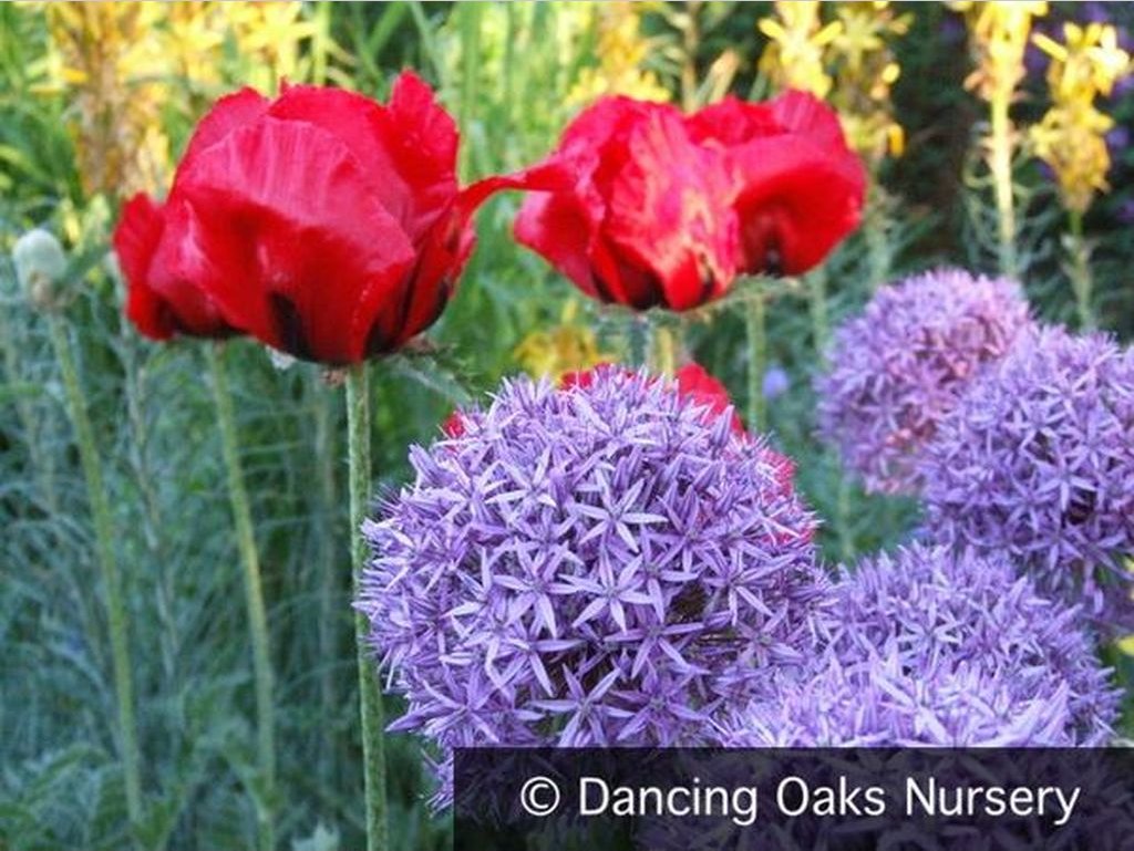 Bulbs & Tubers ~ Allium 'Globemaster', Ornamental Onion ~ Dancing Oaks Nursery and Gardens ~ Retail Nursery ~ Mail Order Nursery