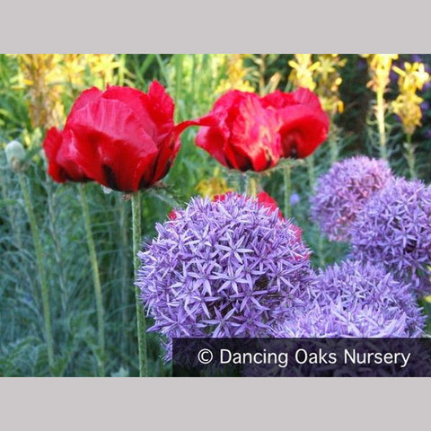 Bulbs & Tubers ~ Allium 'Globemaster', Ornamental Onion ~ Dancing Oaks Nursery and Gardens ~ Retail Nursery ~ Mail Order Nursery
