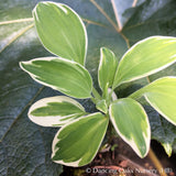 Bulbs & Tubers ~ Alstroemeria psittacina 'Variegata', Peruvian Lily ~ Dancing Oaks Nursery and Gardens ~ Retail Nursery ~ Mail Order Nursery
