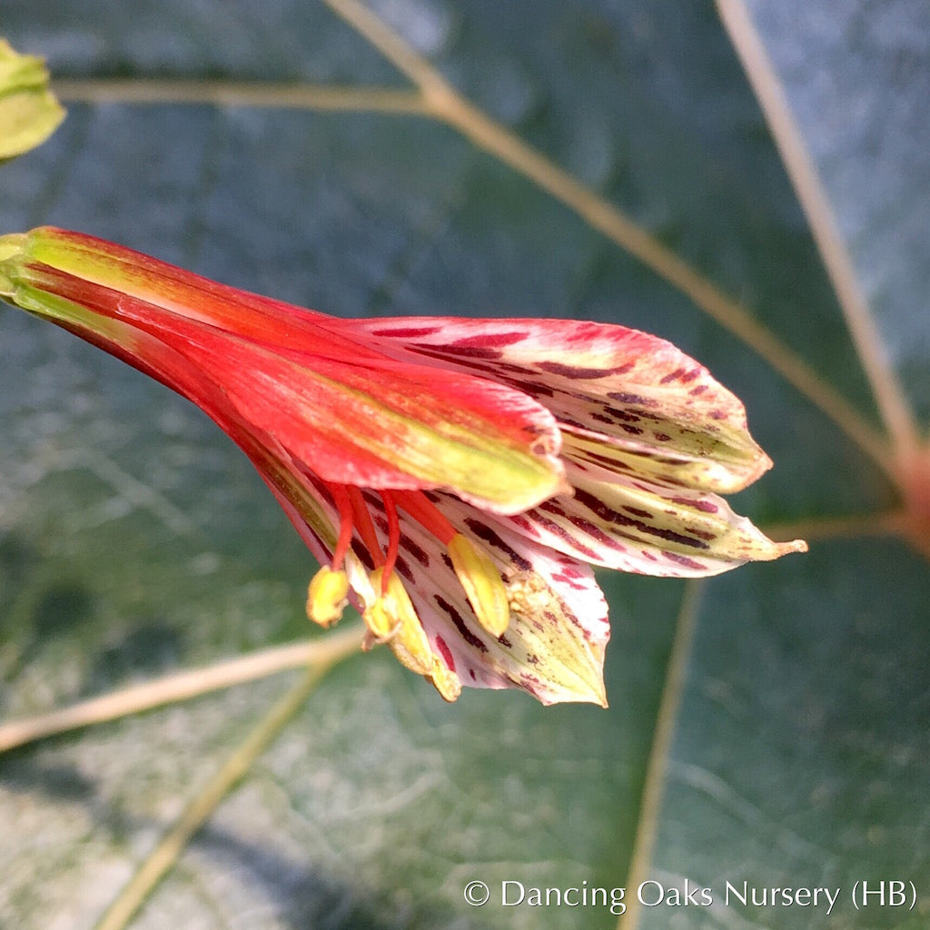 Bulbs & Tubers ~ Alstroemeria psittacina 'Variegata', Peruvian Lily ~ Dancing Oaks Nursery and Gardens ~ Retail Nursery ~ Mail Order Nursery