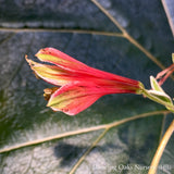 Bulbs & Tubers ~ Alstroemeria psittacina 'Variegata', Peruvian Lily ~ Dancing Oaks Nursery and Gardens ~ Retail Nursery ~ Mail Order Nursery