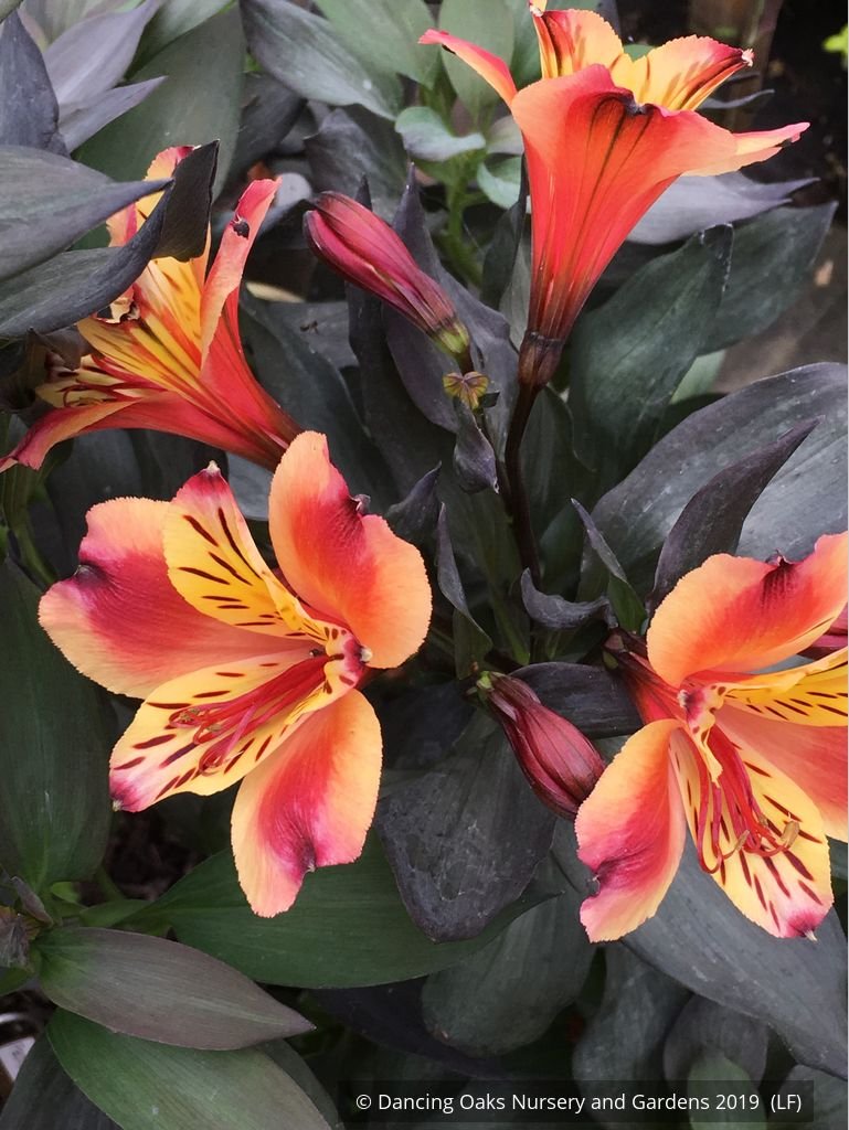 Perennials ~ Alstroemeria 'Indian Summer', Peruvian Lily ~ Dancing Oaks Nursery and Gardens ~ Retail Nursery ~ Mail Order Nursery