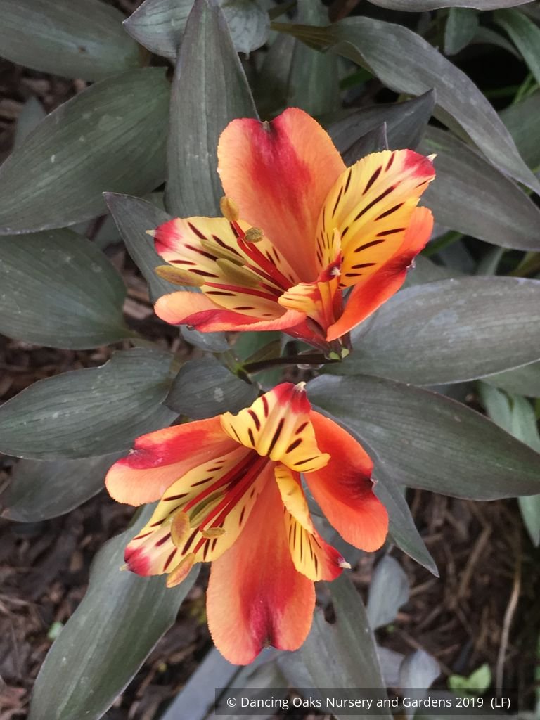 Perennials ~ Alstroemeria 'Indian Summer', Peruvian Lily ~ Dancing Oaks Nursery and Gardens ~ Retail Nursery ~ Mail Order Nursery