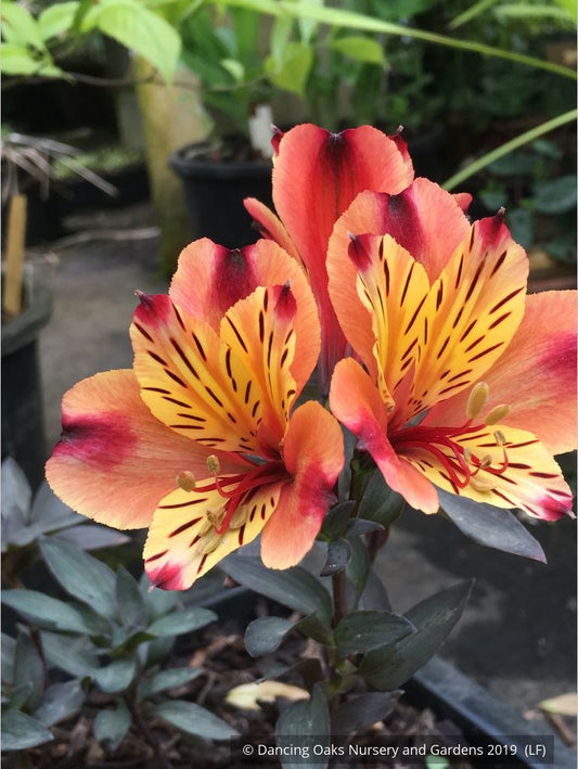 Perennials ~ Alstroemeria 'Indian Summer', Peruvian Lily ~ Dancing Oaks Nursery and Gardens ~ Retail Nursery ~ Mail Order Nursery