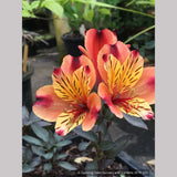 Perennials ~ Alstroemeria 'Indian Summer', Peruvian Lily ~ Dancing Oaks Nursery and Gardens ~ Retail Nursery ~ Mail Order Nursery