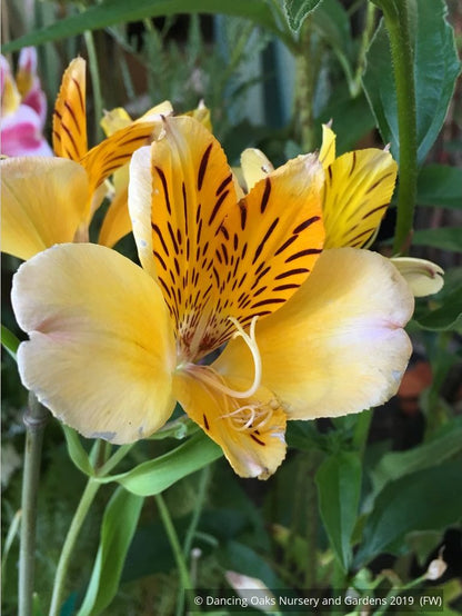 Bulbs & Tubers ~ Alstroemeria violacea 'Yellow Friendship', Peruvian Lily ~ Dancing Oaks Nursery and Gardens ~ Retail Nursery ~ Mail Order Nursery