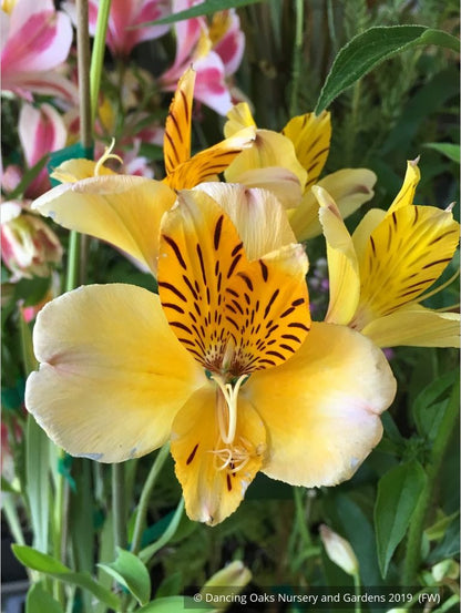 Bulbs & Tubers ~ Alstroemeria violacea 'Yellow Friendship', Peruvian Lily ~ Dancing Oaks Nursery and Gardens ~ Retail Nursery ~ Mail Order Nursery