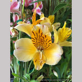 Bulbs & Tubers ~ Alstroemeria violacea 'Yellow Friendship', Peruvian Lily ~ Dancing Oaks Nursery and Gardens ~ Retail Nursery ~ Mail Order Nursery