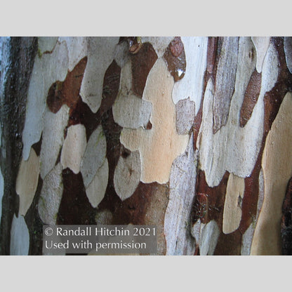 Trees ~ Amomyrtus aff. meli RCH383, Meli ~ Dancing Oaks Nursery and Gardens ~ Retail Nursery ~ Mail Order Nursery
