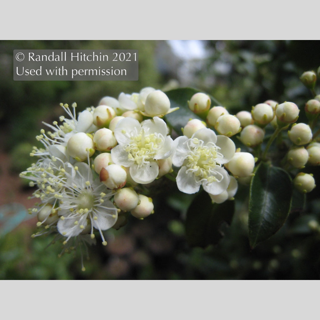 Trees ~ Amomyrtus aff. meli RCH383, Meli ~ Dancing Oaks Nursery and Gardens ~ Retail Nursery ~ Mail Order Nursery