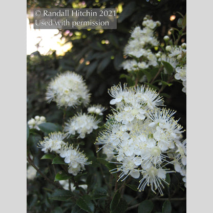 Trees ~ Amomyrtus aff. meli RCH383, Meli ~ Dancing Oaks Nursery and Gardens ~ Retail Nursery ~ Mail Order Nursery