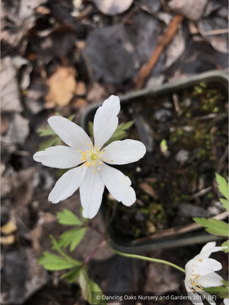 Perennials ~ Anemone nemorosa 'Alba', Windflower ~ Dancing Oaks Nursery and Gardens ~ Retail Nursery ~ Mail Order Nursery