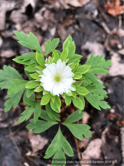 Perennials ~ Anemone nemorosa 'Bracteata Pleniflora', Wood Anemone or Windflower ~ Dancing Oaks Nursery and Gardens ~ Retail Nursery ~ Mail Order Nursery