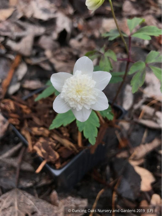 Perennials ~ Anemone nemorosa 'Vestal', Wood Anemone or Windflower ~ Dancing Oaks Nursery and Gardens ~ Retail Nursery ~ Mail Order Nursery