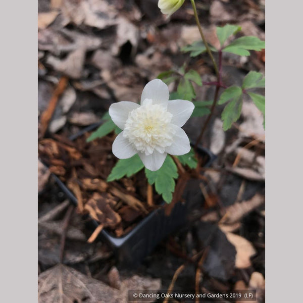 anemone_Vestal_sm1_600x600.JPG
