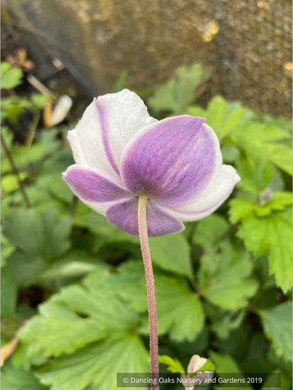Perennials ~ Anemone 'Elfin Swan', Windflower ~ Dancing Oaks Nursery and Gardens ~ Retail Nursery ~ Mail Order Nursery