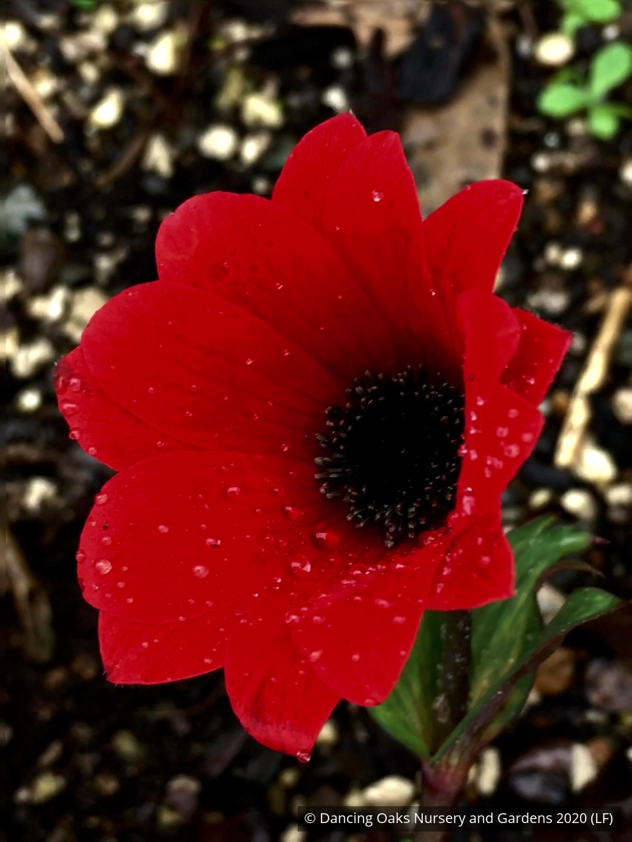 Perennials ~ Anemone x fulgens, Flame Anemone ~ Dancing Oaks Nursery and Gardens ~ Retail Nursery ~ Mail Order Nursery