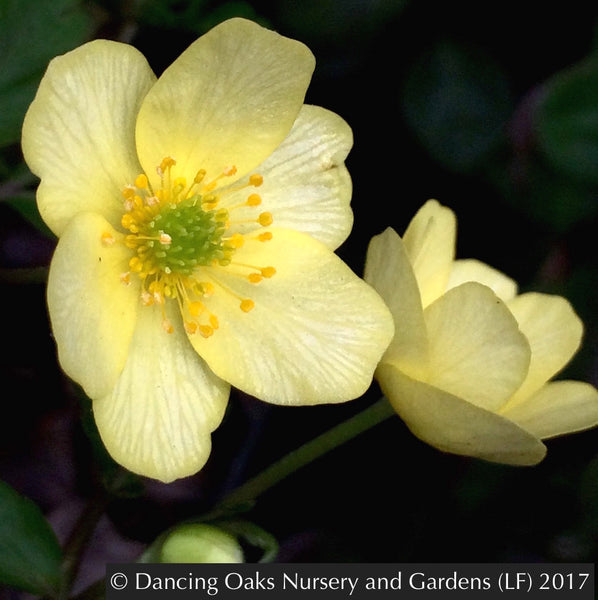 Anemone x lipsiensis (syn. Anemone x seemanii), Windflower