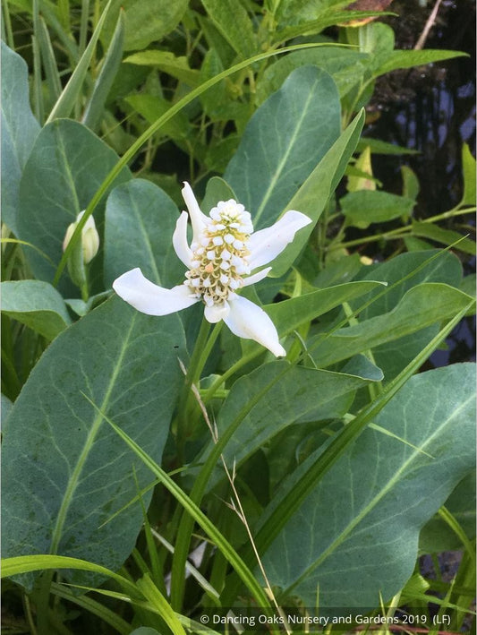 Perennials ~ Anemopsis californica, Yerba Mansa or Lizard Tail ~ Dancing Oaks Nursery and Gardens ~ Retail Nursery ~ Mail Order Nursery